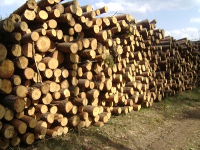 438 тысяч кубометров ликвидной древесины было заготовлено в Хакасии в 2012 году