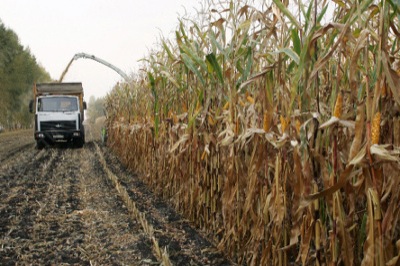 Урожай Хакасии 2013: в «Целинном» собрали хороший урожай кукурузы