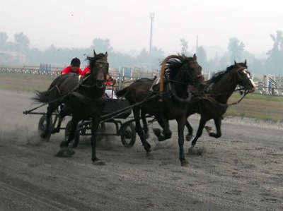 В Хакасии началась реализация программы по развитию спортивного коневодства