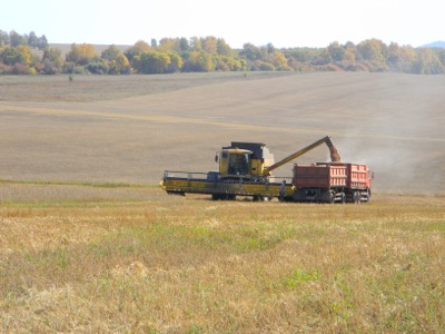 Урожай Хакасии 2013: в республике намолотили первую тысячу тонн пшеницы