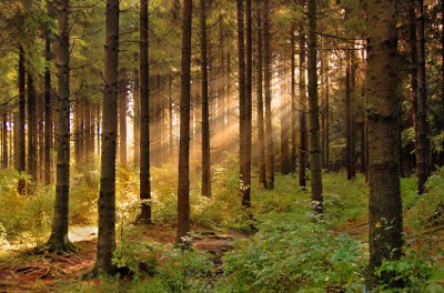 В Хакасии отметят "День леса"