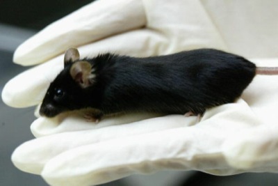 В Японии учёные клонировали мышь из одной капли крови