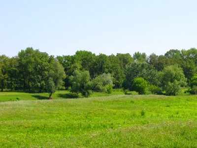 Смирновский бор станет в ближайшие годы природным парком