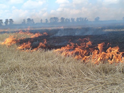 Лесники Хакасии начали профилактику лесных пожаров