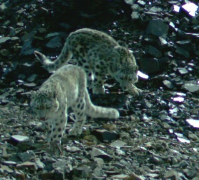 WWF и Алтайский заповедник выбирают имена для двух котят ирбиса