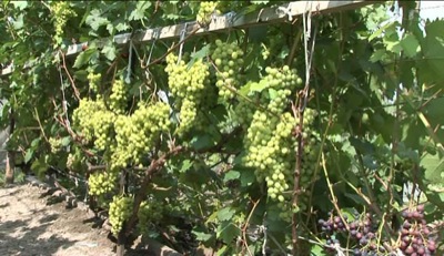Садоводы Хакасии готовы научить дачников выращивать виноград