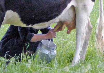 Животноводы Хакасии обсудили состояние дел в молочной отрасли