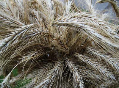 Урожай Хакасии 2013: В республике убрано две трети объема пшеницы