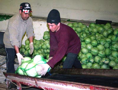 Пострадавшие от стихии сёла Хакасии обеспечены овощами полностью