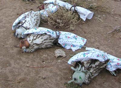 В Хакасии обнаружен тайник с отловленными для контрабанды соколами