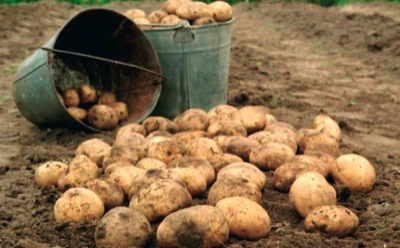 В селе Аскиз республики Хакасия введён "картофельный" карантин