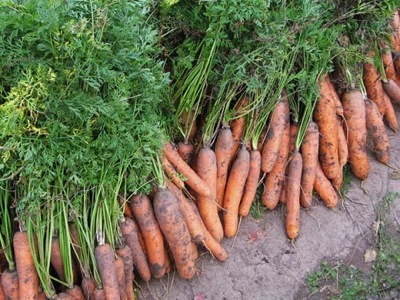 Урожай Хакасии 2013: на полях республики началась уборка моркови