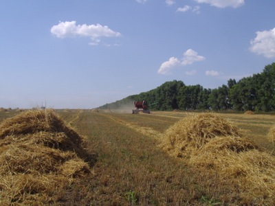 Урожай Хакасии 2013: уборочная близка к завершению