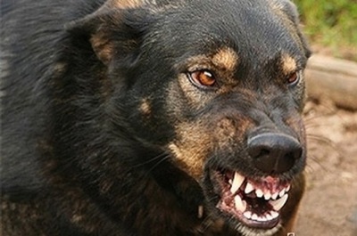 В столице Хакасии собака искусала сразу двух малолетних детей