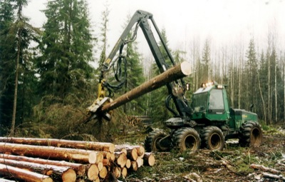 Штрафы за незаконную лесозаготовку значительно увеличены