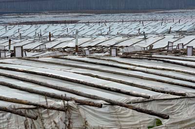 Китайским овощеводам в Хакасию доступ закрыт