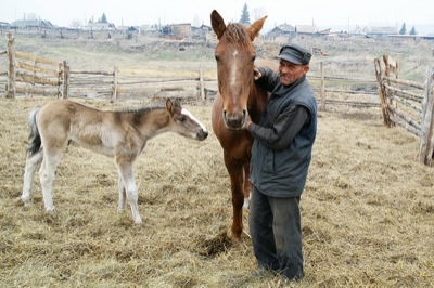 Жители малых сёл Хакасии получат поддержку на содержание лошадей и овец