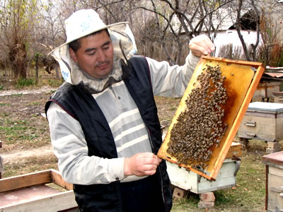 В Хакасии принят закон о пчеловодстве