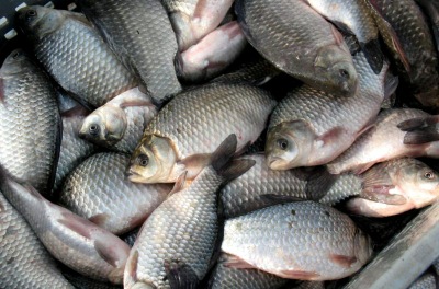 Минсельхоз Хакасии расширяет перечень рыбопромысловых участков