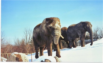 В Новосибирской области в замёрзших слонов "влили" два ведра водки
