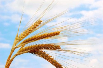 Минсельхоз Хакасии: Аграрная наука должна способствовать развитию АПК