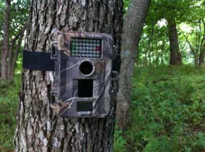 В лесах Хакасии будут установлены... камеры видеонаблюдения