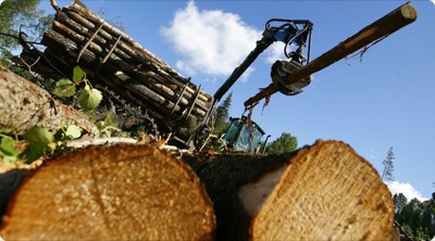 За год через Хакасскую таможню за границу вывезено леса на 6 млн долларов