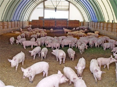 Минсельхоз Хакасии: Свиноводство в республике поднимается на новую ступень