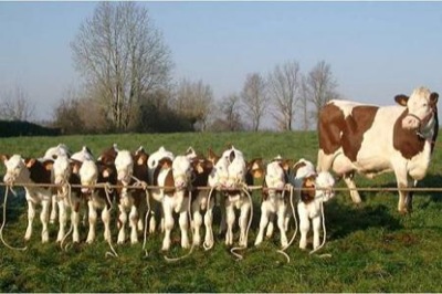Семь семейных животноводческих ферм будут поддержаны Правительством Хакасии