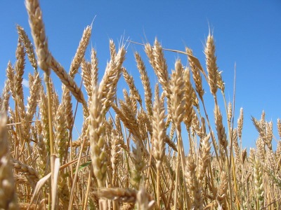 В условиях ВТО сельскому хозяйству Хакасии понадобится поддержка