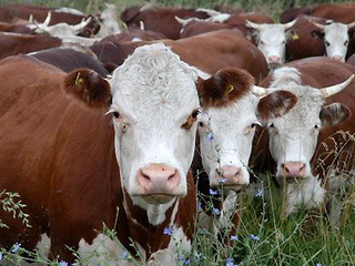 Правительство Хакасии намерено вложить дополнительные средства в животноводство
