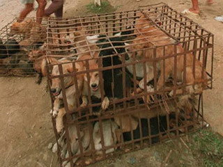 В Китае  спасли от поедания сотни собак 