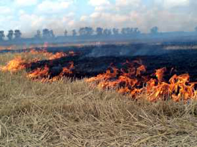 Пал травы стал причиной двух лесных пожаров в Хакасии