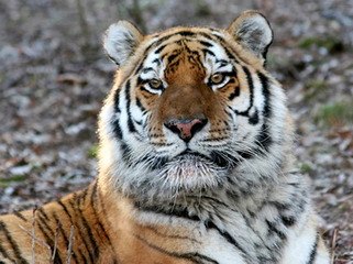  Приморец, убивший тигра, заплатит штраф в 725 тыс рублей