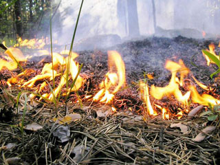 Лесные пожары в Хакасии ждут в апреле