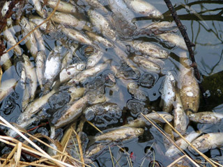 В Хакасии в деревенском пруду нашли мертвую рыбу