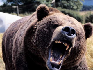 В Хакасии медведь напал на рыбака