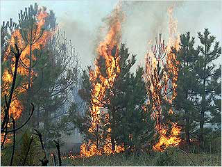 "Ростелеком" защитит свои сети от лесных пожаров