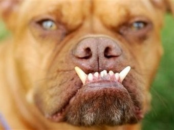 Пабст - победитель конкурса самых уродливых собак