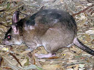 Обнаружена  гигантская крыса, не боящая людей