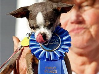 Чихуахуа признали самой уродливой собакой в мире 