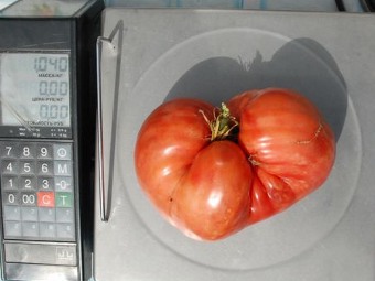 Минусинец вырастил помидор весом свыше 2 кг
