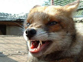 В Черногорске бешеная лиса напала на собак