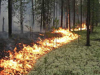 В Хакасии горит около 30 га леса