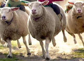 В Аскизском районе Хакасии угнали отару овец