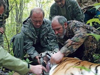 Стало известно, что произошло с «тигрицей Путина»