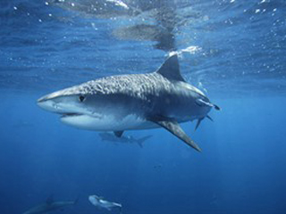 На Сейшелах акулы напали на туристов