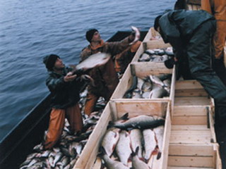 Власти Хакасии решили развивать рыбохозяйственную отрасль