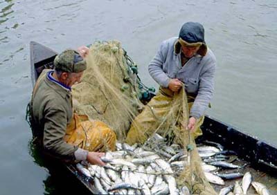 О рыбе в День рыболовства