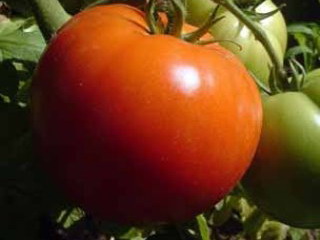 В Минусинске к Дню помидора вырос супертомат
